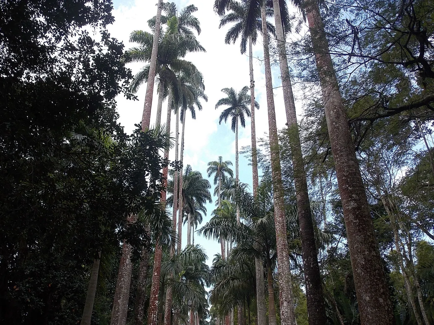 Jardim Botânico, Parque Lage, the Lagoa and Arpoador, photo 2 of 6